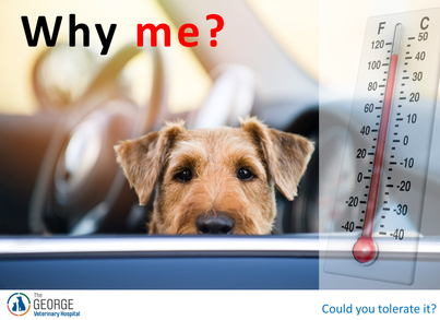 Why me? Dog trapped in a hot car